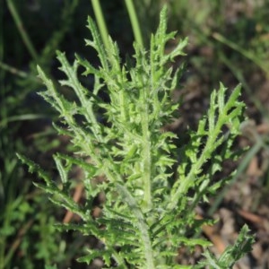 Senecio bathurstianus at Conder, ACT - 20 Oct 2020