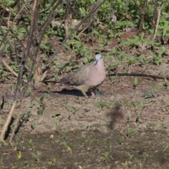 Spilopelia chinensis (Spotted Dove) at Wodonga, VIC - 20 Nov 2020 by KylieWaldon