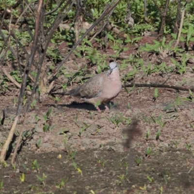 Spilopelia chinensis (Spotted Dove) at Wodonga - 20 Nov 2020 by Kyliegw