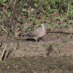 Streptopelia chinensis (Spotted Dove) at Wodonga, VIC - 20 Nov 2020 by Kyliegw