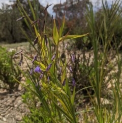Stypandra glauca (Nodding Blue Lily) at Currawang, NSW - 18 Nov 2020 by camcols