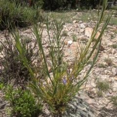 Stypandra glauca at Currawang, NSW - suppressed