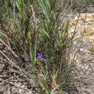 Stypandra glauca at Currawang, NSW - suppressed