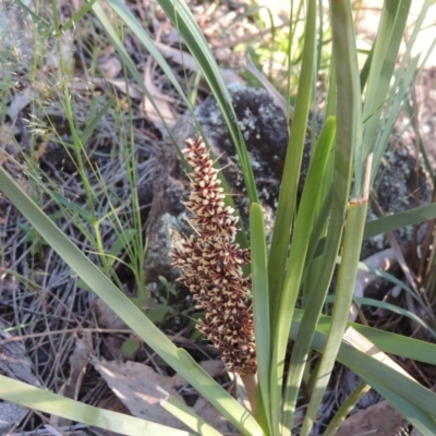 Lomandra longifolia (Spiny-headed Mat-rush, Honey Reed) at Conder, ACT - 19 Oct 2020 by michaelb