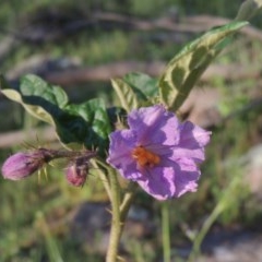 Solanum cinereum (Narrawa Burr) at Conder, ACT - 20 Oct 2020 by MichaelBedingfield