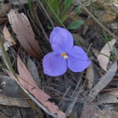 Patersonia sericea var. sericea (Silky Purple-flag) at Currawang, NSW - 19 Nov 2020 by camcols
