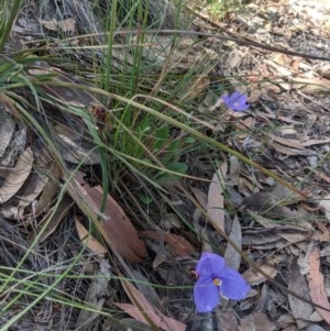 Patersonia sericea var. sericea at Currawang, NSW - 19 Nov 2020