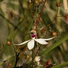 Caladenia cucullata (Lemon Caps) at Black Mountain - 7 Nov 2020 by trevsci