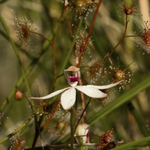 Caladenia cucullata at Downer, ACT - 7 Nov 2020