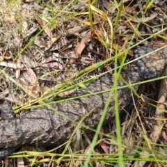 Tiliqua rugosa (Shingleback Lizard) at Mount Majura - 20 Nov 2020 by sbittinger