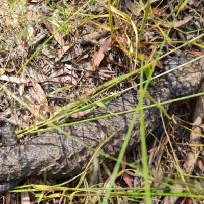 Tiliqua rugosa (Shingleback Lizard) at Hackett, ACT - 20 Nov 2020 by sbittinger