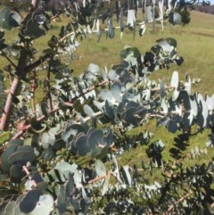 Eucalyptus pulverulenta (Silver-leaved mountain gum) at Peak View, NSW - 17 Nov 2020 by Hank