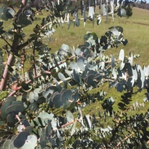 Eucalyptus pulverulenta at Peak View, NSW - 17 Nov 2020 11:26 PM