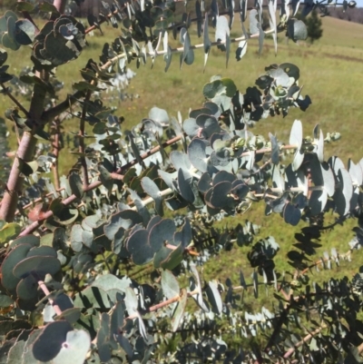 Eucalyptus pulverulenta (Silver-leaved mountain gum) at Peak View, NSW - 17 Nov 2020 by Hank