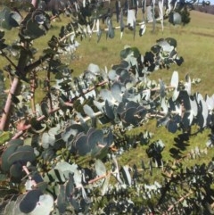 Eucalyptus pulverulenta (Silver-leafed Gum) at Peak View, NSW - 17 Nov 2020 by Hank