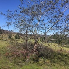 Eucalyptus pulverulenta at Peak View, NSW - 17 Nov 2020 11:26 PM