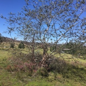 Eucalyptus pulverulenta at Peak View, NSW - 17 Nov 2020