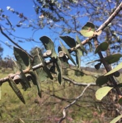 Eucalyptus pulverulenta at Peak View, NSW - 17 Nov 2020