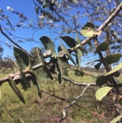 Eucalyptus pulverulenta at Peak View, NSW - 17 Nov 2020 11:26 PM