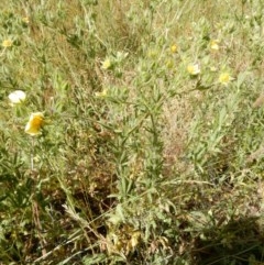 Potentilla recta (Sulphur Cinquefoil) at Kuringa Woodlands - 20 Nov 2020 by Rosie