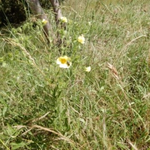 Potentilla recta at Fraser, ACT - 20 Nov 2020 11:14 PM