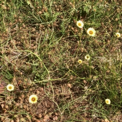 Tolpis barbata (Yellow Hawkweed) at Bruce Ridge to Gossan Hill - 20 Nov 2020 by goyenjudy