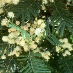 Acacia mearnsii (Black Wattle) at Gossan Hill - 20 Nov 2020 by goyenjudy