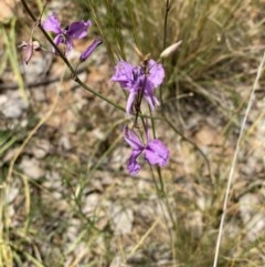 Arthropodium fimbriatum (Nodding Chocolate Lily) at Hughes, ACT - 21 Nov 2020 by KL