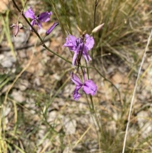 Arthropodium fimbriatum at Hughes, ACT - 21 Nov 2020