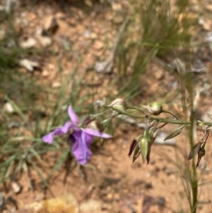 Arthropodium fimbriatum at Hughes, ACT - 21 Nov 2020 01:58 AM