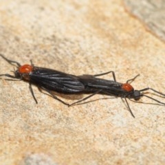 Plecia sp. (genus) at Acton, ACT - 20 Nov 2020