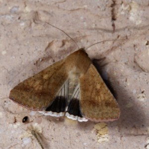 Helicoverpa punctigera at Harrison, ACT - 20 Nov 2020