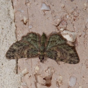 Chloroclystis catastreptes at Harrison, ACT - 20 Nov 2020