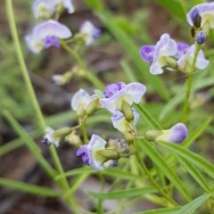 Glycine clandestina (Twining Glycine) at Griffith, ACT - 20 Nov 2020 by SRoss