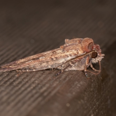 Agrotis infusa (Bogong Moth, Common Cutworm) at Downer, ACT - 20 Nov 2020 by rawshorty