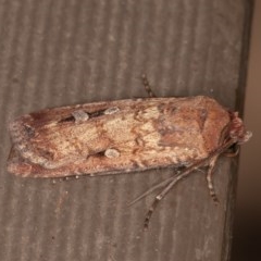 Agrotis infusa at Downer, ACT - 20 Nov 2020