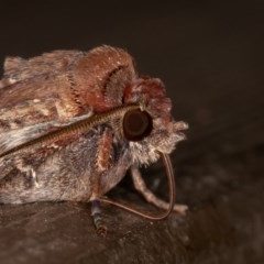 Agrotis infusa at Downer, ACT - 20 Nov 2020