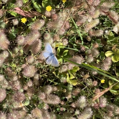 Zizina otis (Common Grass-Blue) at Canyonleigh - 18 Nov 2020 by GlossyGal