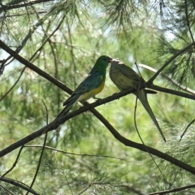 Psephotus haematonotus (Red-rumped Parrot) at Amaroo, ACT - 21 Nov 2020 by TrishGungahlin