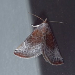 Mataeomera mesotaenia at Harrison, ACT - 19 Nov 2020