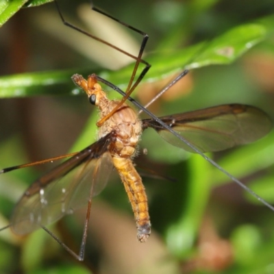 Leptotarsus (Macromastix) sp. (genus & subgenus) (Unidentified Macromastix crane fly) at Acton, ACT - 20 Nov 2020 by TimL