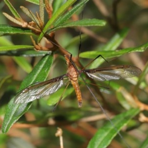 Leptotarsus (Macromastix) sp. (genus & subgenus) at Acton, ACT - 20 Nov 2020