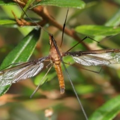 Leptotarsus (Macromastix) sp. (genus & subgenus) at Acton, ACT - 20 Nov 2020