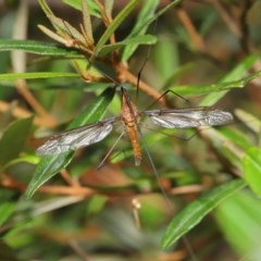 Leptotarsus (Macromastix) sp. (genus & subgenus) at Acton, ACT - 20 Nov 2020