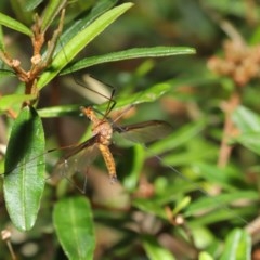 Leptotarsus (Macromastix) sp. (genus & subgenus) at Acton, ACT - 20 Nov 2020