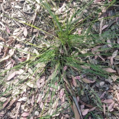 Poa pratensis (Kentucky Bluegrass) at Greenleigh, NSW - 21 Nov 2020 by LyndalT