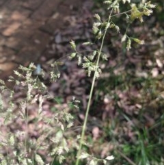 Poa pratensis at Greenleigh, NSW - 21 Nov 2020