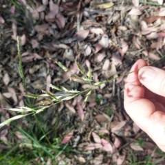 Rytidosperma (genus) (Wallaby Grass) at Greenleigh, NSW - 21 Nov 2020 by LyndalT