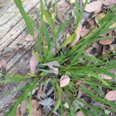 Ehrharta erecta (Panic Veldtgrass) at Greenleigh, NSW - 20 Nov 2020 by LyndalT