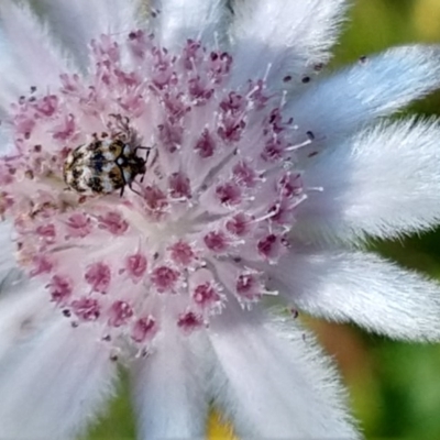 Anthrenus verbasci (Varied or Variegated Carpet Beetle) at QPRC LGA - 20 Nov 2020 by LyndalT